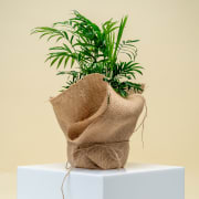 Parlour Palm Plant  - Standard