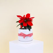 Poinsettia In Ceramic Pot  - Standard