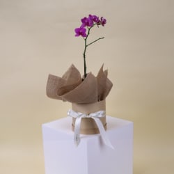 Petite Phalaenopsis Hatbox - Standard