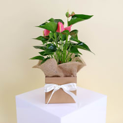 Anthurium Plant  - Standard