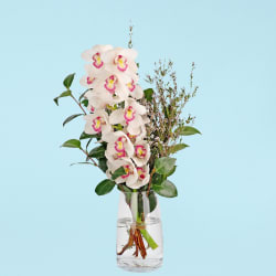 Cymbidium Paradise Vase  - Standard