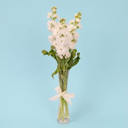 Stock Serenade Bud Vase  - Standard