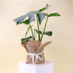 Monstera Plant - Standard