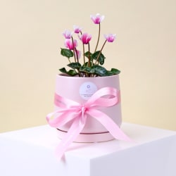 Cyclamen Dreams In Pink  - Standard