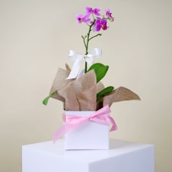 Gift Boxed Orchid Gem  - Standard