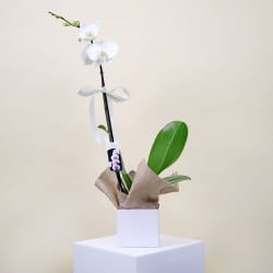 Large Phalaenopsis Orchid - Standard