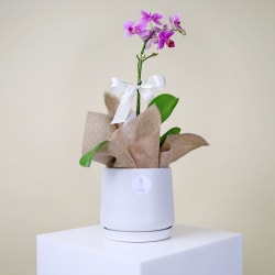 Dainty Pot Of Orchid Beauty  - Standard