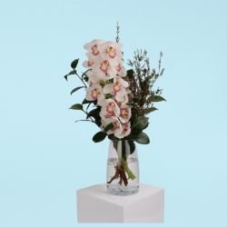 Cymbidium Paradise Vase  - Standard