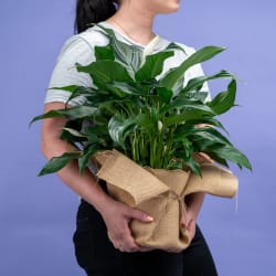 Peace Lily Plant  - Standard