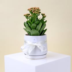 Stylish Ceramic Kalanchoe  - Standard