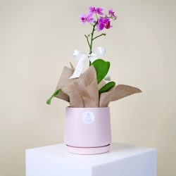 Dainty Pot Of Orchid Beauty  - Standard
