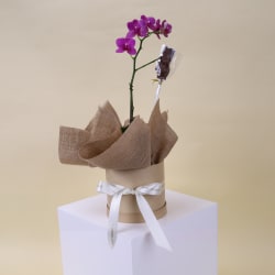 Petite Phalaenopsis Hatbox with Bunny - Standard
