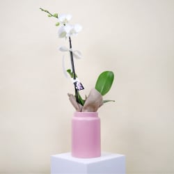 Orchid Splendour In Ceramic Pot  - Standard