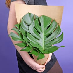 Market Bunch - Monstera Leaves - Standard