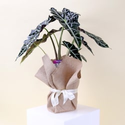 Eco Chic Alocasia Plant  - Standard