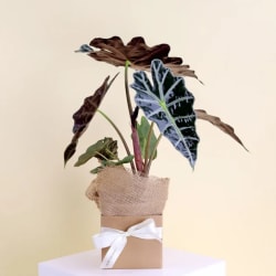 Alocasia Polly Plant - Deluxe