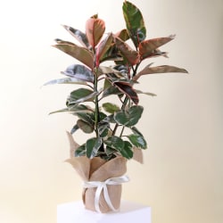 Radiant Ruby Ficus  - Standard