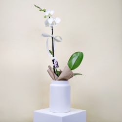 Elegant Phalaenopsis Orchid in Pot - Standard