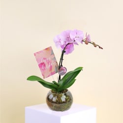 Birthday Orchids  - Standard