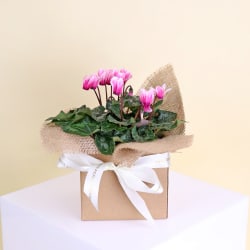 Gift Boxed Cyclamen - Standard