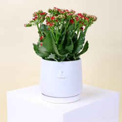 Ceramic Kalanchoe Delight  - Standard