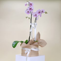 Indulgent Orchids  - Standard