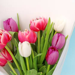 Mixed Pastels Tulip Bunch  - Standard