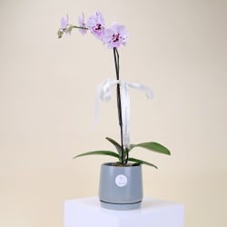 Phalaenopsis In Ceramic Splendor  - Standard