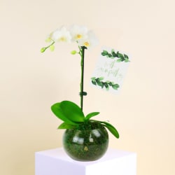 Sympathy Orchid Plant  - Standard