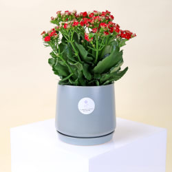 Stylish Ceramic Kalanchoe  - Standard