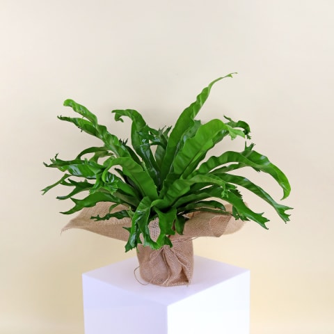 Birds Nest Fern "Chrissie" - Standard 0