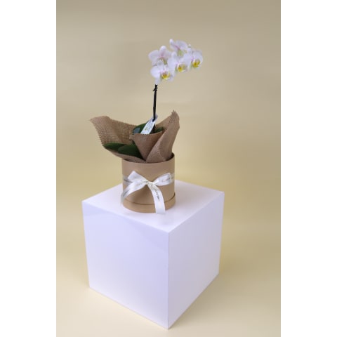 Blooming Beauty Hat Box - Standard 0