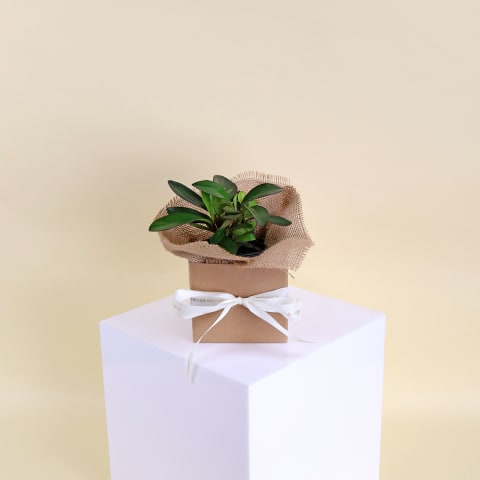 Peperomia Red Edge  - Standard 0