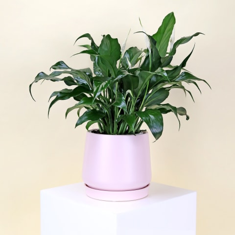 Peace Lily In Loretto Ceramic Pot  - Standard 0