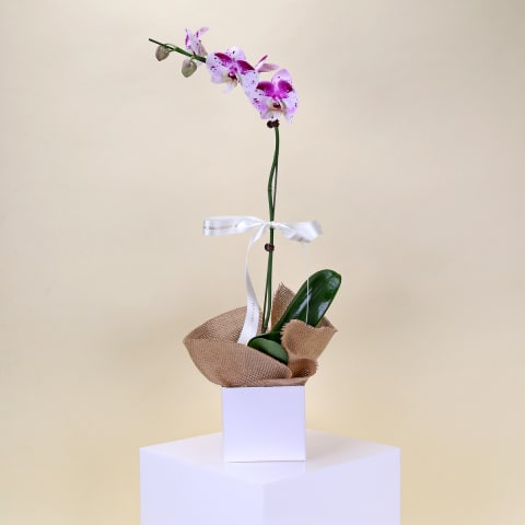 Phalaenopsis Orchid Plant - Standard 0