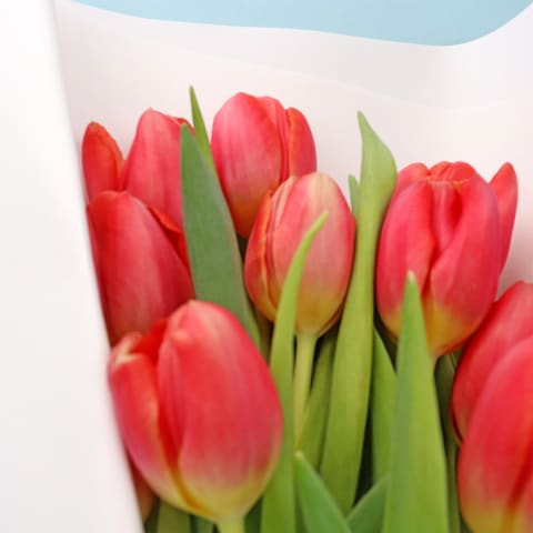 Red Tulip Bunch - Standard 1