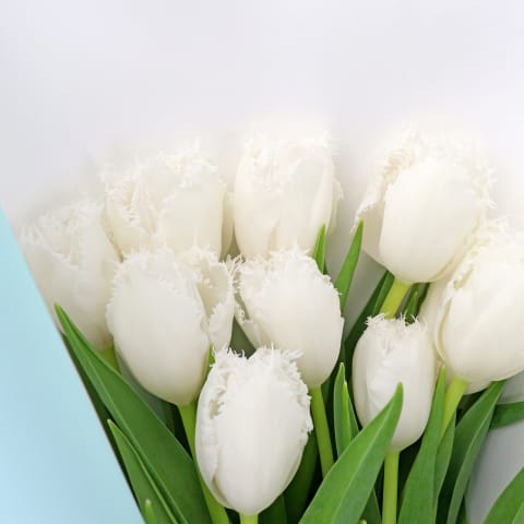 White Tulip Bunch - Standard 1