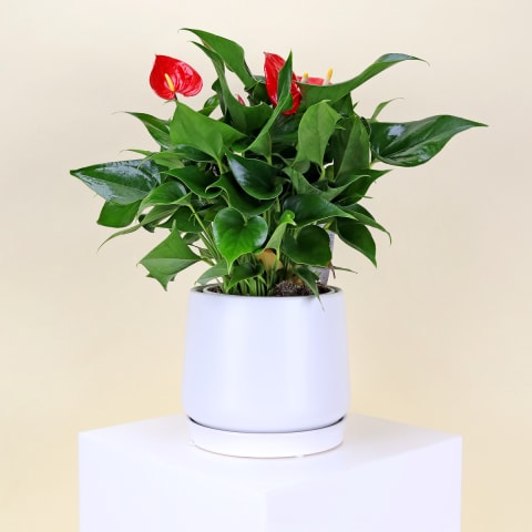 Anthurium In Ceramic Pot  - Standard 0