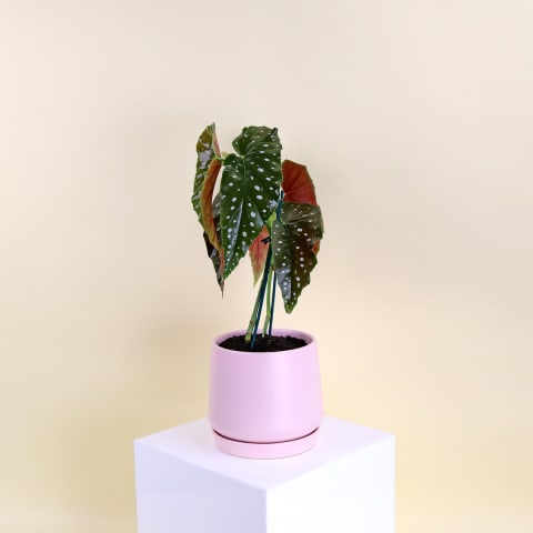 Begonia Maculata In Ceramic Pot - Standard 0