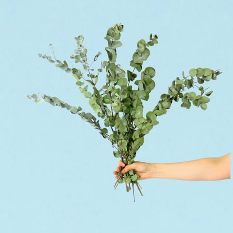 Dried Eucalyptus Gum Bunch - Standard 0