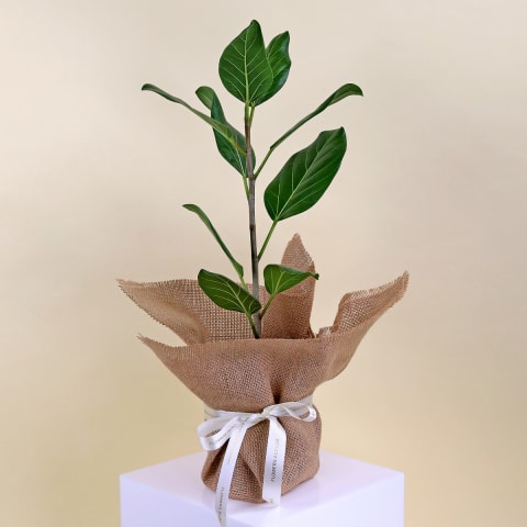 Ficus 'Audrey' - Standard 0