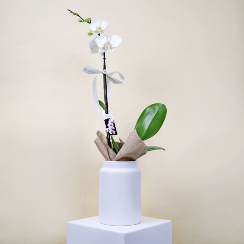 Elegant Phalaenopsis Orchid in Pot - Standard 0