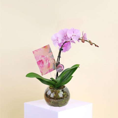 Birthday Orchids  - Standard 0