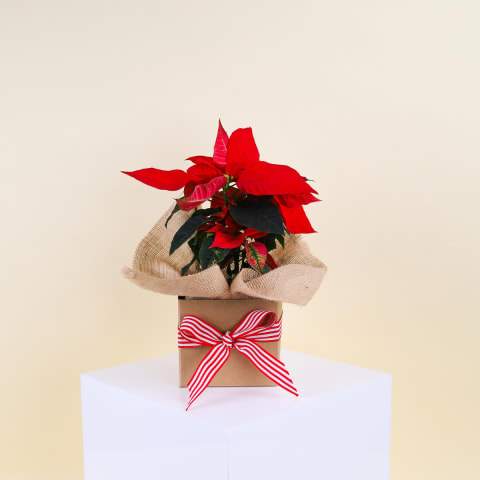 Gift Boxed Poinsettia - Standard 0