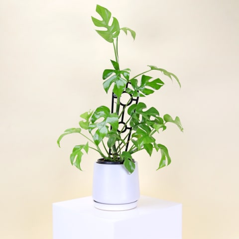 Mini Monstera Plant in Ceramic Pot - Standard 0