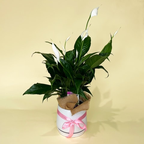 Peace Lily in White Pot - Standard 0