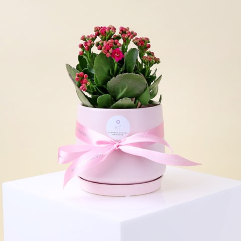 Ceramic Kalanchoe Delight  - Standard 0