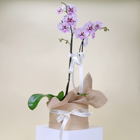 Indulgent Orchids  - Standard 0