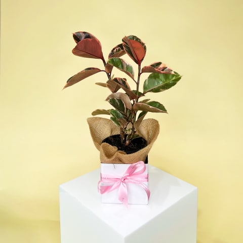 Ruby Ficus Plant - Standard 0