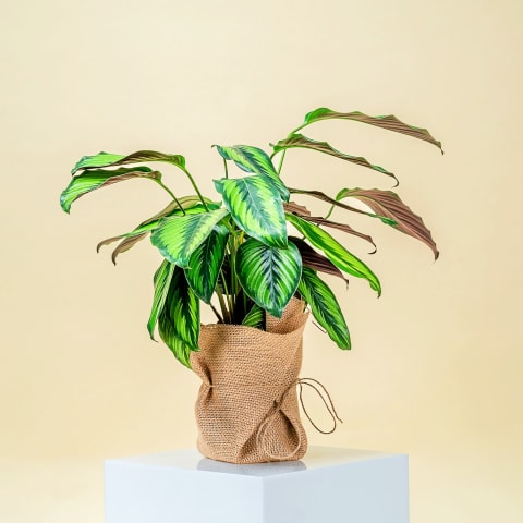 Calathea Beauty Star Plant - Standard 0